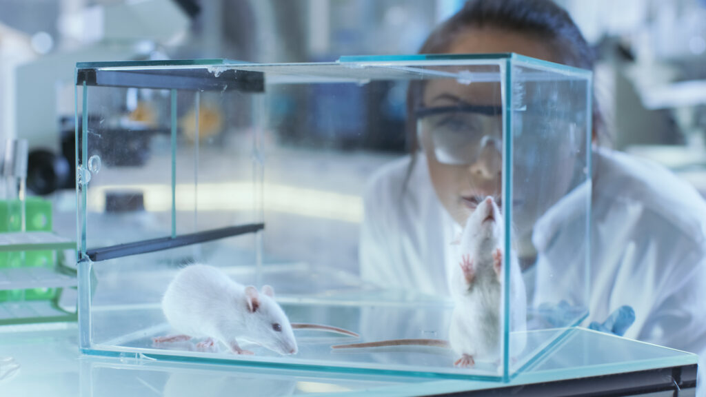 Two rats' brains were connected successfully so they could share information