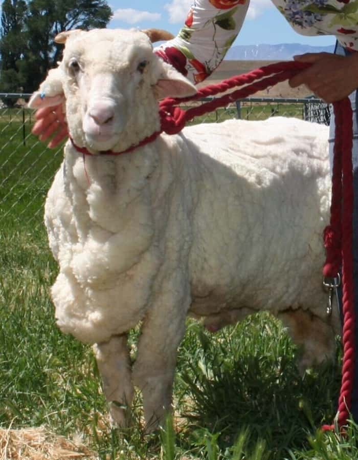 Shrek the Sheep’s Legendary Shear